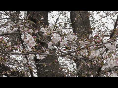 【今年も花見シーズン到来！🌸】桜（ソメイヨシノ）が咲いてきています　３月２２日の浮間公園１（２０２６年３月２２日（日）撮影）