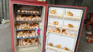 Egg Hatching In Old Refrigerator Fridge - Hatch 200 Chicks In Fridge