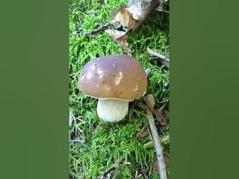 БОРОВИЙ ГРИБ - YouTube