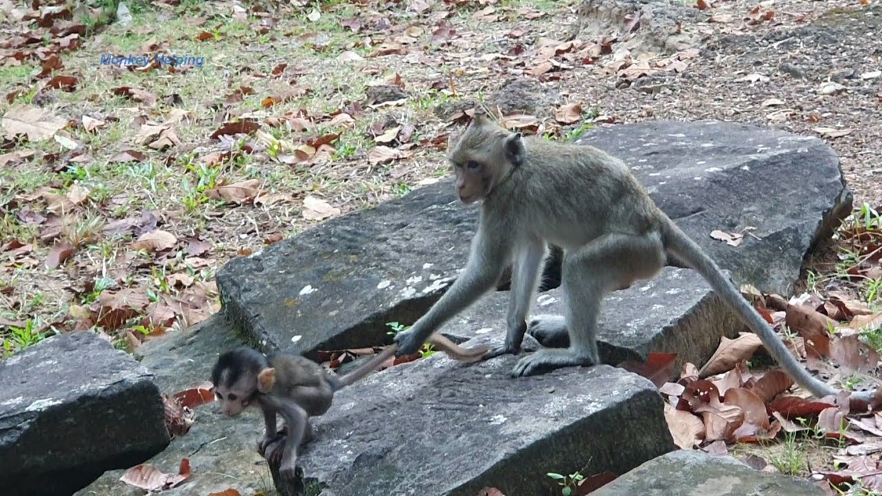 Janna Kidnapping poor baby monkey  Basil screaming cry without someone help, so pity poor baby
