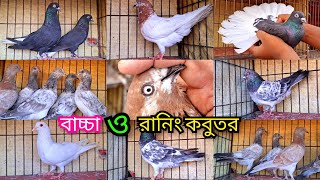 রেজাল্ট করা কবুতরের বাচ্চা, সিলভার, বেজি, লাল খাকি,বাঘা, সবজি, খয়রা গলা, মুসলদম  কবুতর কিনুন।