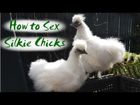 Video: This Amazing Chinese Silk Chicken