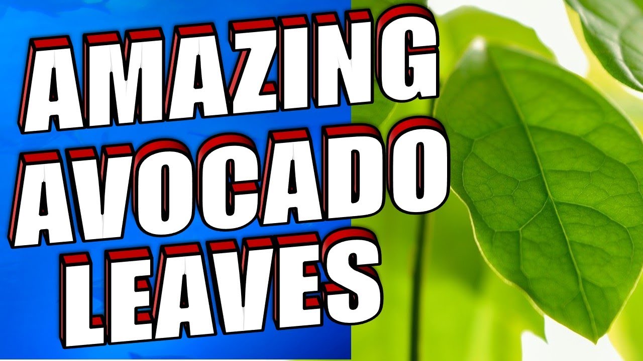 14 Amazing Avocado Leaves Benefits & Uses Including Hair, Diabetes