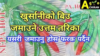 🌶️ खुर्सानीको बिउ जमाउने उत्तम तरिका यो हो ||  Chilly Farming || How To Plant Chilli Seeds 🌶️🥶🥶👌