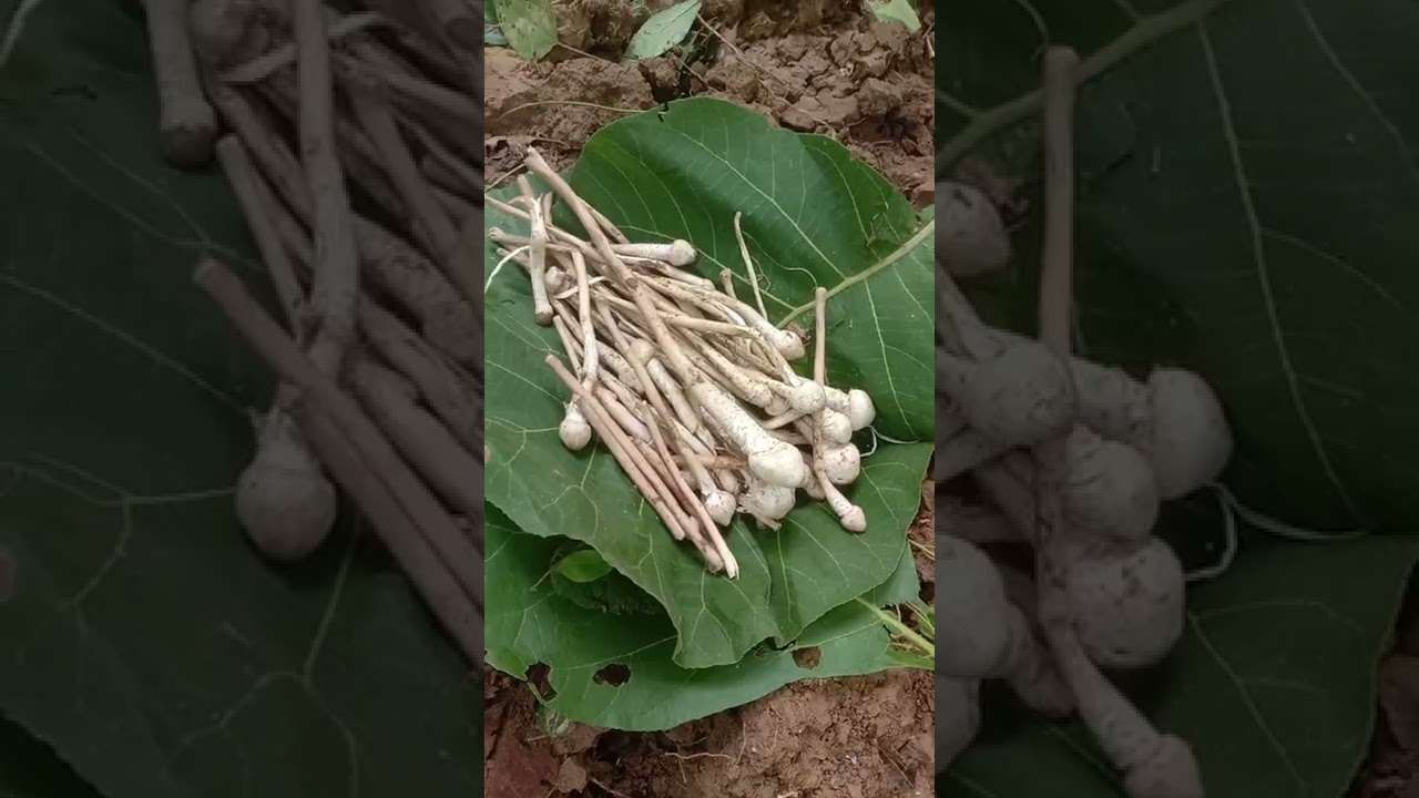 Jungle ki jungle ka gerua hai badhiya bharpur vitamin ki sabji Sanjay Thakur