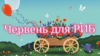 Червень для РИБ