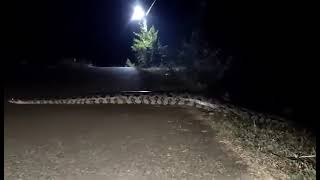 😱Huge reticulated Python Snake 🐍 Itna Bada Snake 25ft se v lamba 😱😱😱😱 #viral