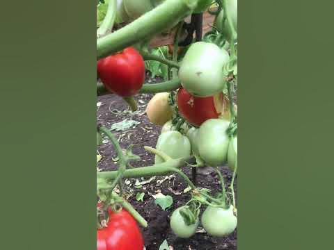 Томат Рая Здравствуй Рая Спасибо Рая - YouTube
