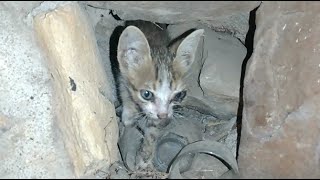Rescue a desperate kitten hiding in a hole (part 1)