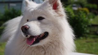 How to Groom a Samoyed: A Step-by-Step Guide by Samoyed USA 49 views 1 day ago 3 minutes, 34 seconds