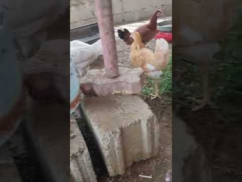 دجاج محلي