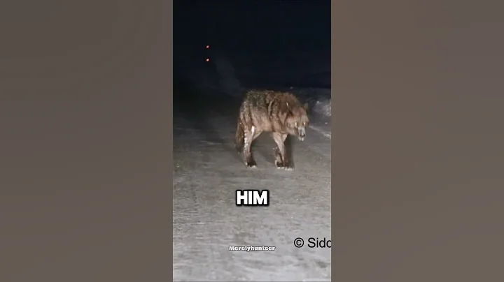 Why You Should Never Walk Alone At Night 😳