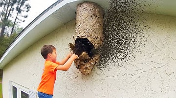 he grabbed the WRONG wasp nest..