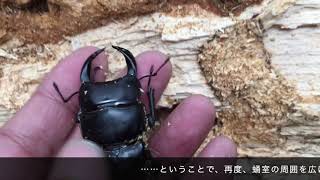 京都市産ワイルド・オオクワガタ採集行 - Oct 24, 23.｜kyogoku oakwagata