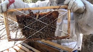 Follow up of the 14 year unopened top bar hive and consolidation of untended hives.