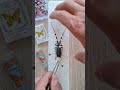 How to pin a beetle #science #EntomologyLab #PinningInsects #UniqueHobbies #ThomasTKtungnung