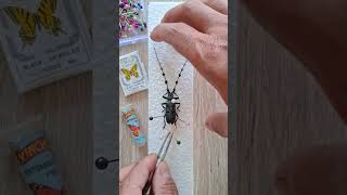 How to pin a beetle #science #EntomologyLab #PinningInsects #UniqueHobbies #ThomasTKtungnung