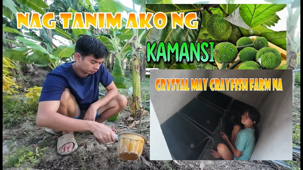 Nag Tanim ako ng Kamansi | Crystal may Crayfish Farm na!
