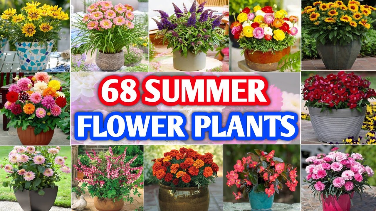 68 Summer Flower Plants | Flower Plants for Summer Blooming | Summer Flowers | Plant and Planting