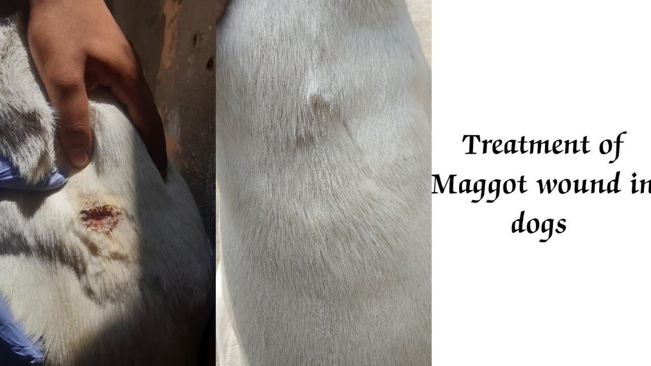 Maggots Treatment in dogs YouTube