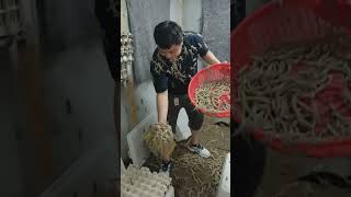 #facts #animals #life #ytshorts #chinesecomedy #chineseculture #chineseentertainment #insects