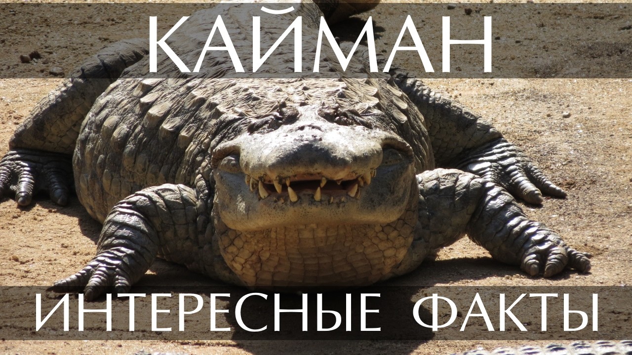 Кайман - интересные факты