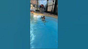 ALBERT C’EST NOYER !