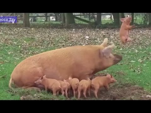 Mother Pig Launches Piglet Into the Air