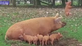 Mother Pig Launches Piglet Into the Air