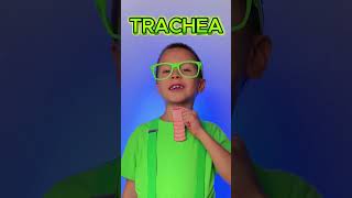 Breathe Easy! 🌬️ Discover the Magic of Our Respiratory System! #fun #learn