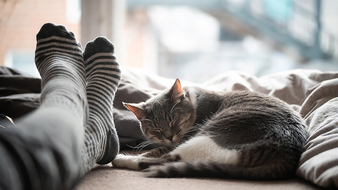 LIVE Soft Sleeping Cat for Mental Reset 😌 | Season 6