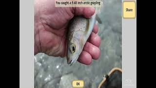 Fly Fishing Simulator HD | Arctic Grayling Fishing Part 3 screenshot 4