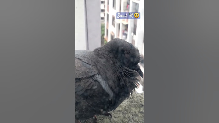 🥺🕊🐾#shortvideo #livevideo #truth