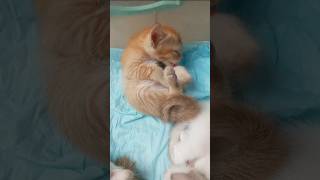 Cats & kittens are 759 & 676 & 575 & 558 &510 & 434 & 319 & 281 & 181 &51 &30 & 342 &275 &173 &139