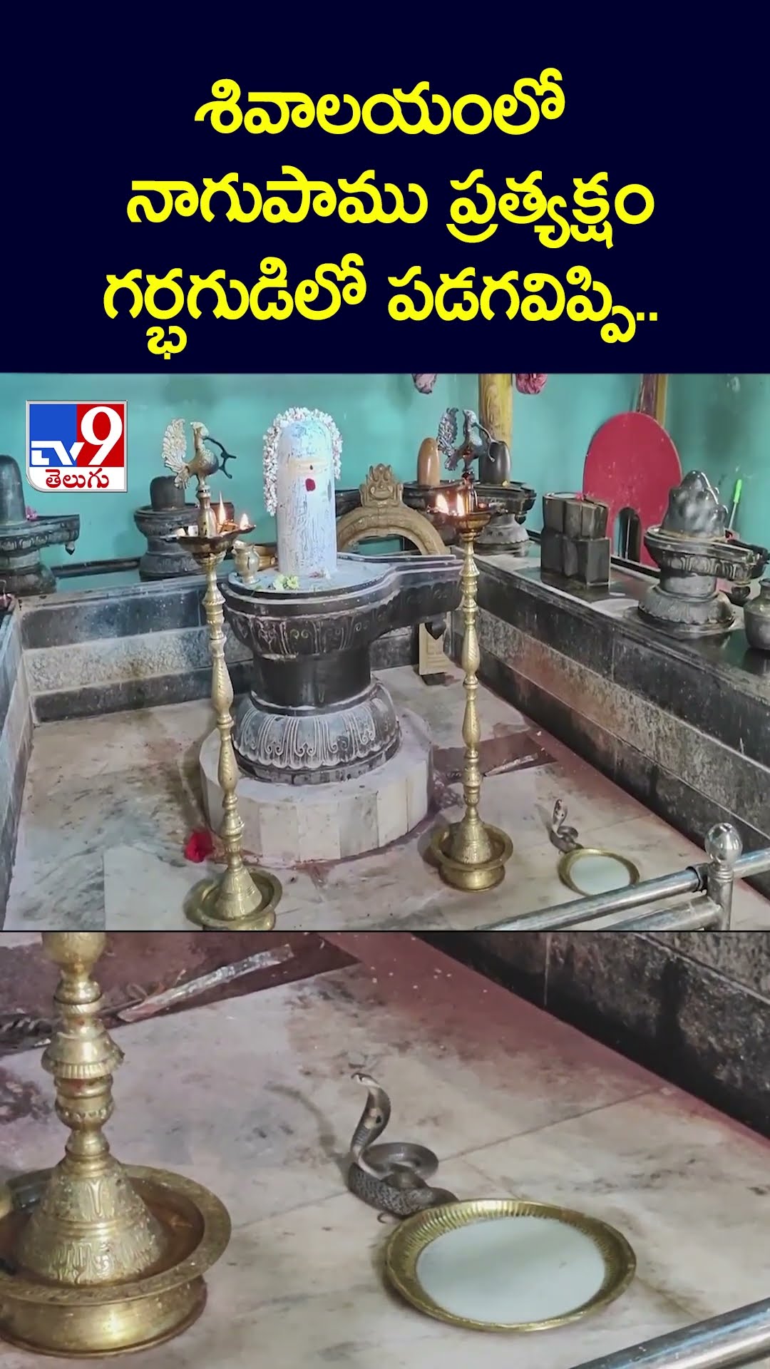శివాలయంలో నాగుపాము ప్రత్యక్షం..గర్భగుడిలో పడగవిప్పి.. - TV9