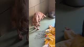We got a deadly disease🦠 attacking our shelter parvo virus......#usa #canada #uk #germany