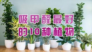 吸甲醛最好的植物排行榜来了第一名居然是它看完快告诉家人