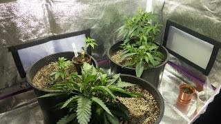 Turtle 4614/High Ep.99 Veg Tent Going!!!!