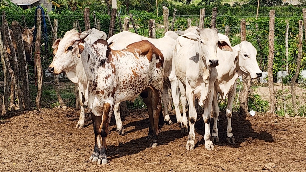 FEIRA DO GADO EM ALTINHO-PE  07-03-2026 #nordeste