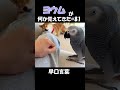 ヨウムが何か覚えてきた#81