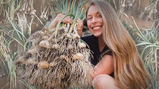 How To Plant, Harvest & Cure Hardneck Garlic 🧄