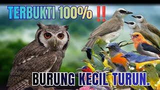 Suara Pikat Burung Kecil II Terbukti 100% Paling Ampuh II Terbaru 2026.