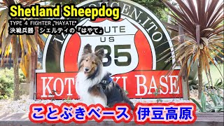 シェルティ はやて 109 ことぶきベース　伊豆高原