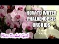 How to water Phalaenopsis orchids - tips for a healthy orchid