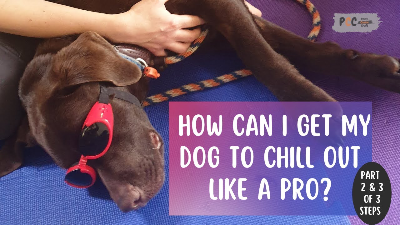Does your dog struggle to chill out? (Conditioned relaxation) YouTube