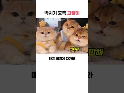 박치기 <strong>중독</strong> 냥이ㅋㅋ #고양이