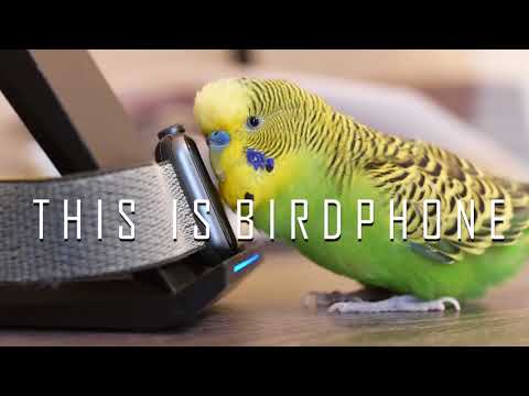 Talking parakeet says 30+ words to his reflection [UHD 4K]