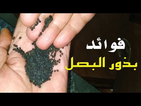 ما هي فوائد بذور البصل الصحية والعلاجية