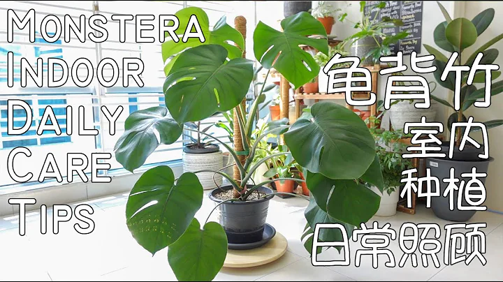 龟背竹室内种植的日常照顾 Monstera Indoor Daily Care Tips - 天天要闻
