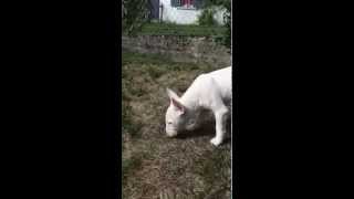 Mini Bull Terrier Snow Dans Son Parc Au Ralenti Lol